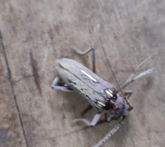 Gusano cogollero - Diaphania hyalinata